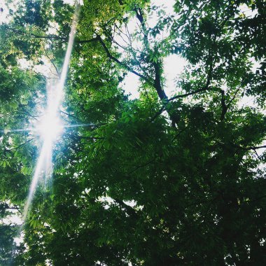 Ormanda yeşil yapraklar