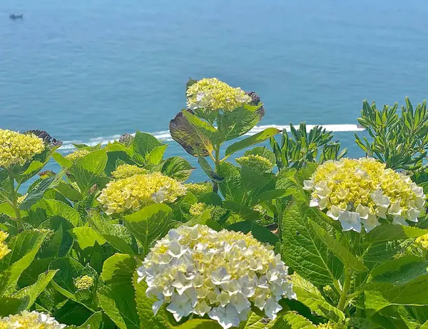 Bahçedeki güzel çiçekler