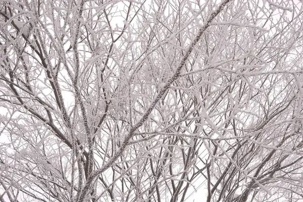 Ağaç dalları budakla kaplıdır.