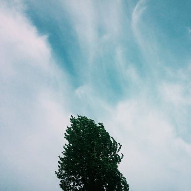 Ağaç dalları, bitki örtüsü ve doğa