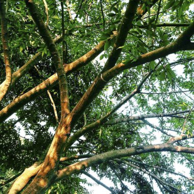 Ormanda yeşil ağaçlar