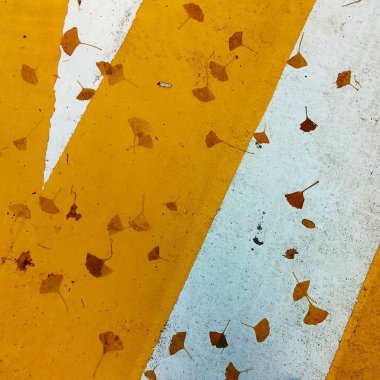Beton zeminde sonbahar yaprakları