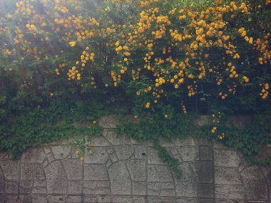 Güzel botanik fotoğrafı, doğal duvar kağıdı.