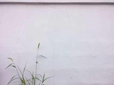 Yeşil bitkili beyaz duvar