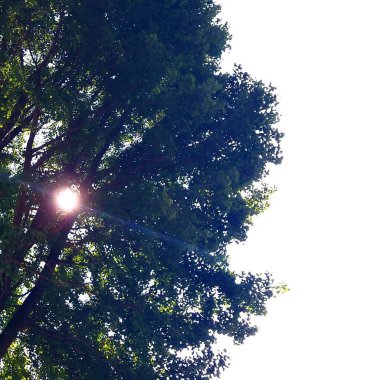 Ormandaki yeşil ağaç