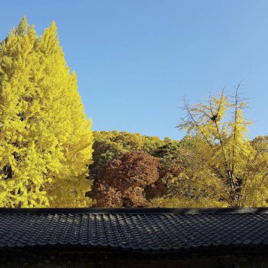 Ağaçlı ve yeşil yapraklı güzel sonbahar manzarası