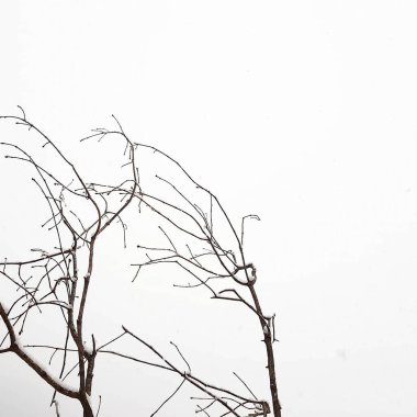 Doğa ve şehir manzarası 