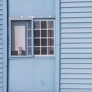 Doğa ve şehir manzarası 