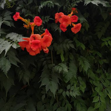 Doğa ve şehir manzarası 