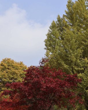 Doğa ve şehir manzarası 