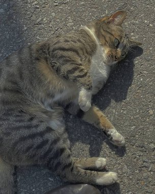 Doğa ve şehir manzarası 