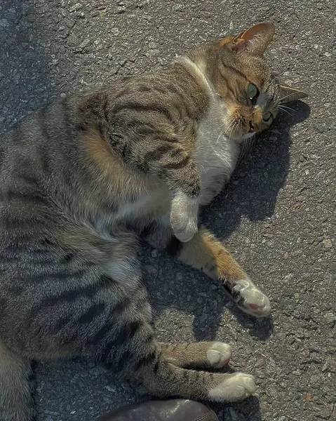 Doğa ve şehir manzarası 