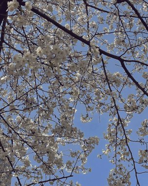 Doğa ve şehir manzarası 