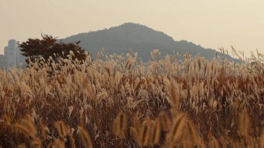 Doğa ve şehir manzarası 