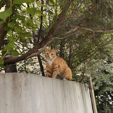 Doğa ve şehir manzarası 