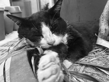 Doğa ve şehir manzarası 