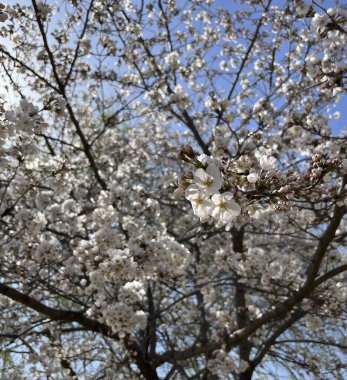 Doğa ve şehir manzarası 