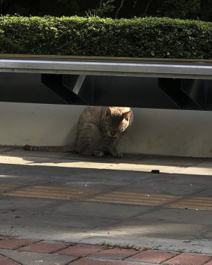 Doğa ve şehir manzarası 