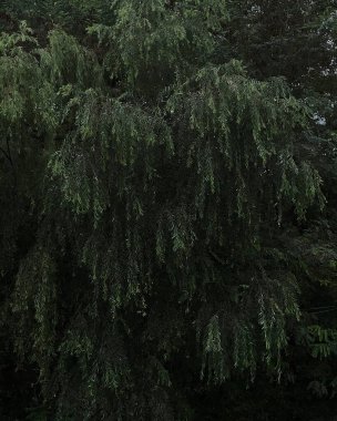 Doğa ve şehir manzarası 