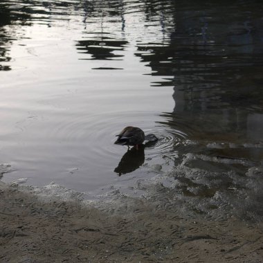 Doğa ve şehir manzarası 