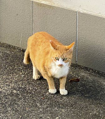 Doğa ve şehir manzarası 