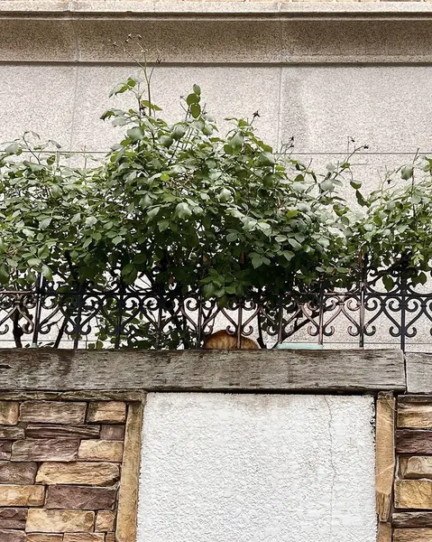 Doğa ve şehir manzarası 