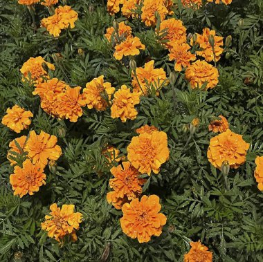 Doğa ve şehir manzarası 