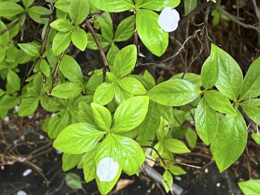 Doğa ve şehir manzarası 