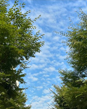 Doğa ve şehir manzarası 