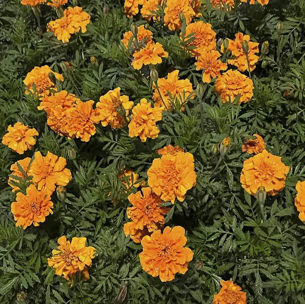 Doğa ve şehir manzarası 