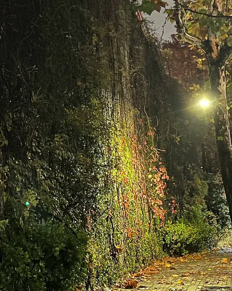 Doğa ve şehir manzarası 