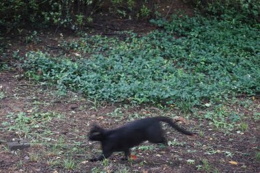 Doğa ve şehir manzarası 