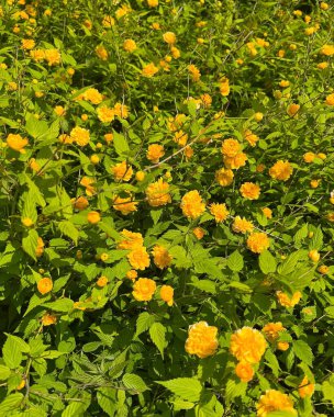 Doğa ve şehir manzarası 