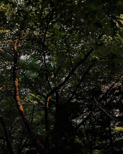 Doğa ve şehir manzarası 