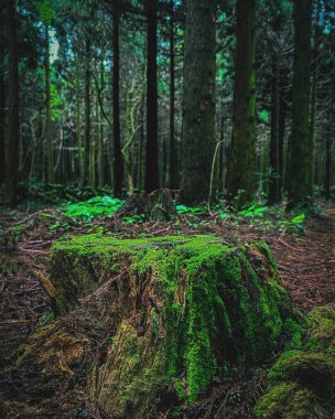 Doğa ve şehir manzarası 