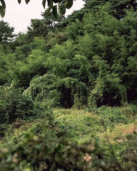 Doğa ve şehir manzarası 