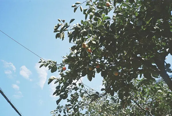 Doğa ve şehir manzarası 