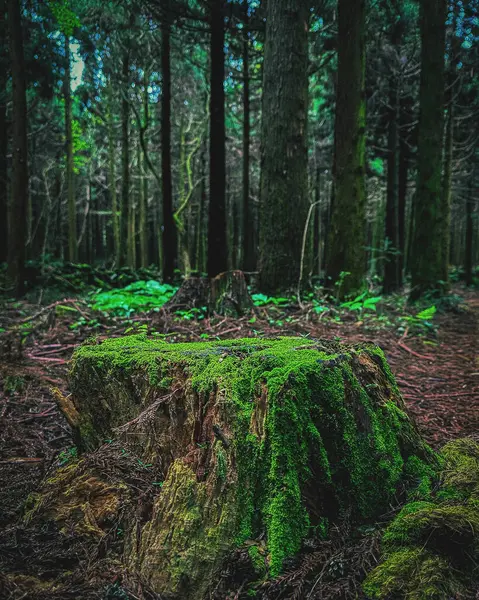 Doğa ve şehir manzarası 