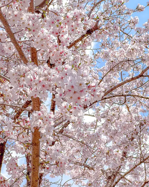 Doğa ve şehir manzarası 