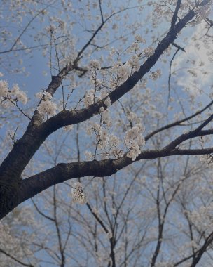 İlkbaharda kiraz çiçeği