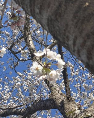 Bahçede güzel bahar çiçekleri