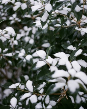 Beyaz bir ağaç dalı karda