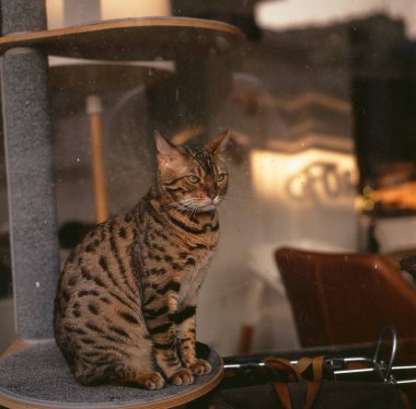 Kedi yerde oturuyor.