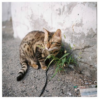Sokaktaki kedi