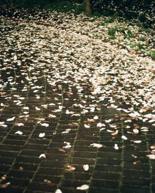 Parkın güzel manzarası