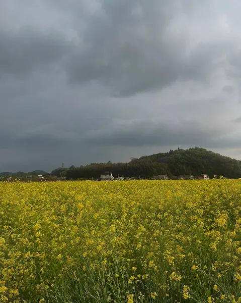 Ayçiçeği tarlası olan güzel bir manzara