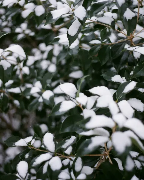 Beyaz bir ağaç dalı karda