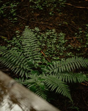 eğreltiotu yaprakları ormandaki bir ağaçta