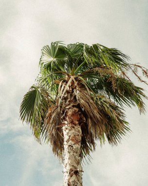 Ağaç dalları, bitki örtüsü.