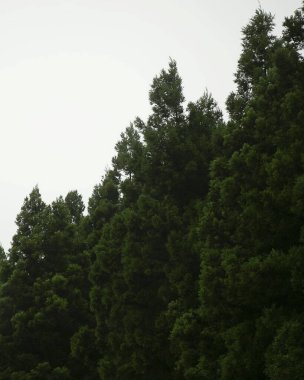 Ormanda yeşil ağaçlar.